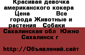 Красивая девочка американского кокера › Цена ­ 35 000 - Все города Животные и растения » Собаки   . Сахалинская обл.,Южно-Сахалинск г.